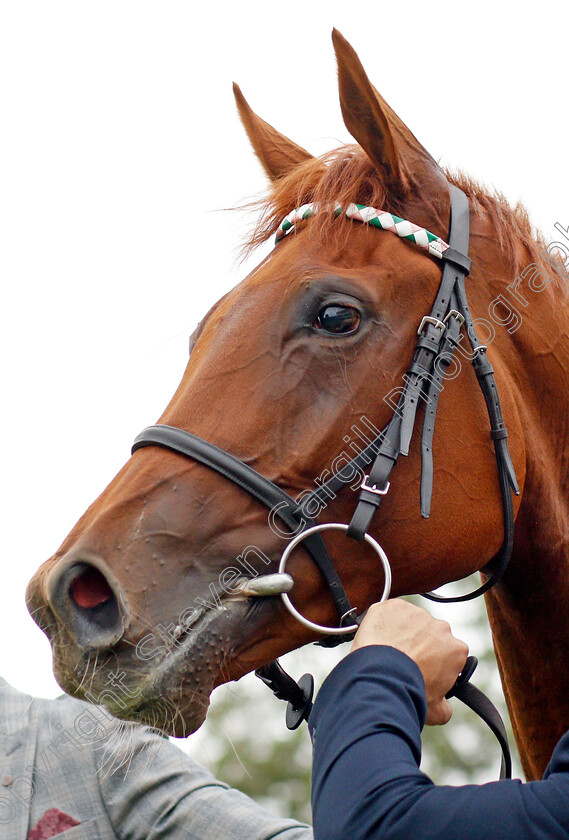 Quadrilateral-0008 
 QUADRILATERAL after winning The bet365 Fillies Mile
Newmarket 11 Oct 2019 - Pic Steven Cargill / Racingfotos.com