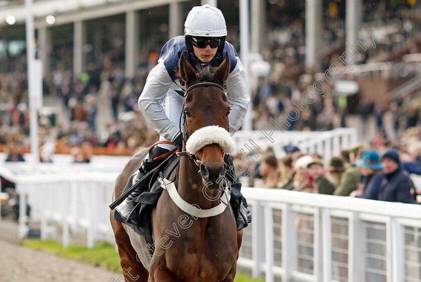 Rose-Of-Arcadia-0001 
 ROSE OF ARCADIA (Freddie Gingell)
Cheltenham 17 Nov 2024 - Pic Steven Cargill / Racingfotos.com