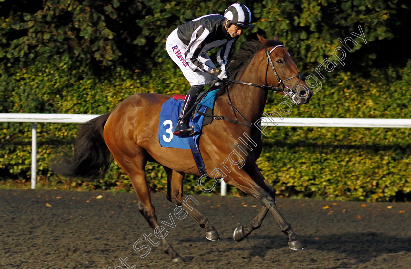 First-Kiss-0002 
 FIRST KISS (Robert Havlin)
Kempton 6 Sep 2024 - Pic Steven Cargill / Racingfotos.com