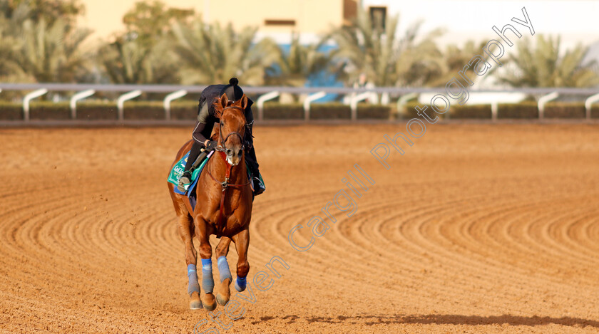 Taiba-0011 
 TAIBA training for the Saudi Cup
King Abdulaziz Racecourse, Kingdom Of Saudi Arabia, 23 Feb 2023 - Pic Steven Cargill / Racingfotos.com