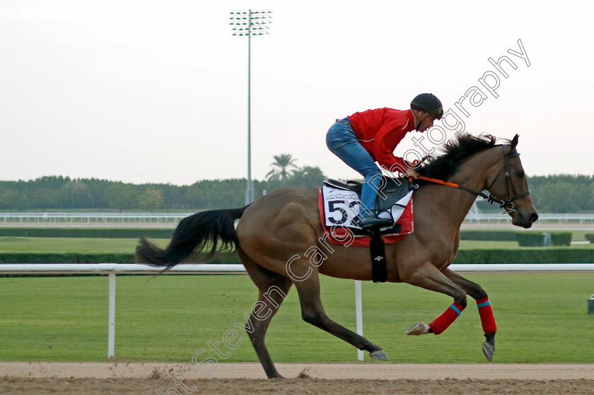 Al-Nayyir-0001 
 AL NAYYIR training at the Dubai Racing Carnival
Meydan 1 Feb 2024 - Pic Steven Cargill / Racingfotos.com