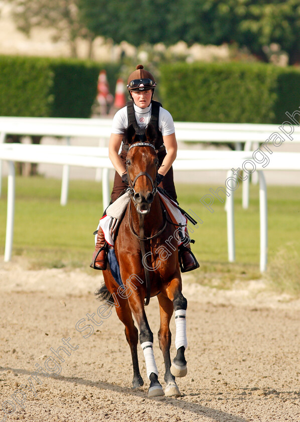 Victory-Chime-0004 
 VICTORY CHIME exercising in preparation for Friday's Bahrain International Trophy
Sakhir Racecourse, Bahrain 16 Nov 2021 - Pic Steven Cargill / Racingfotos.com