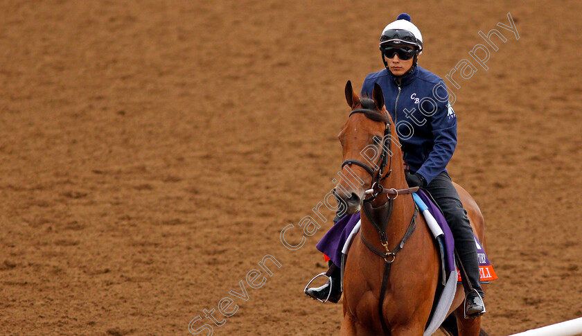 Lady-Eli-0001 
 LADY ELI exercising at Del Mar USA in preparation for The Breeders' Cup Filly & Mare Turf 30 Oct 2017 - Pic Steven Cargill / Racingfotos.com