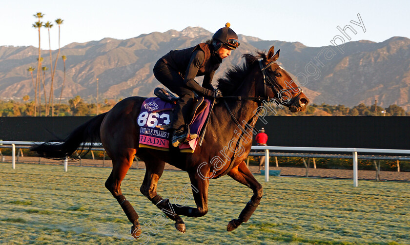 Shadn-0001 
 SHADN training for the Breeders' Cup Juvenile Fillies Turf
Santa Anita USA 30 Oct 2019 - Pic Steven Cargill / Racingfotos.com