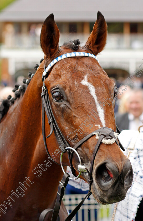 The-Foxes-0015 
 THE FOXES winner of The Al Basti Equiworld Dubai Dante Stakes
York 18 May 2023 - Pic Steven Cargill / Racingfotos.com