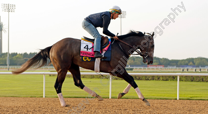 Pandagate-0003 
 PANDAGATE training for The UAE Derby
Meydan Dubai 28 Mar 2024 - Pic Steven Cargill / Racingfotos.com