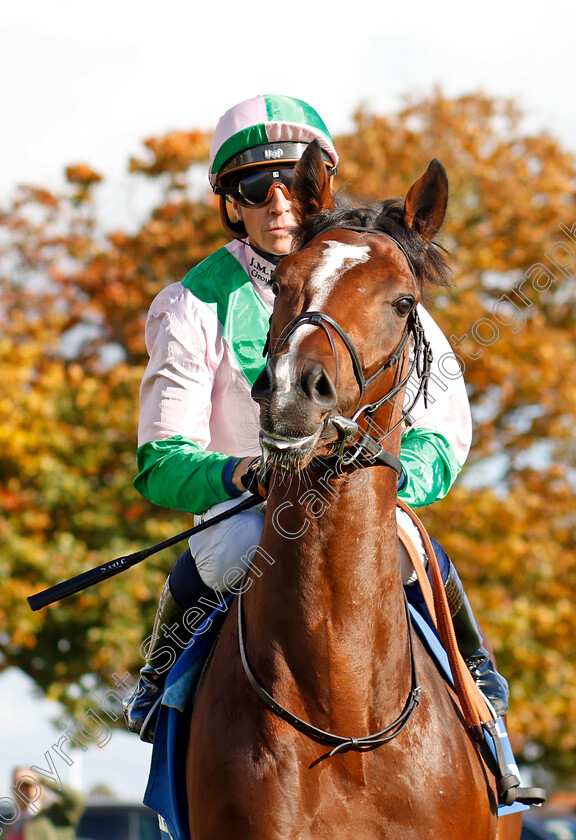 Royal-Scotsman-0001 
 ROYAL SCOTSMAN (Jim Crowley)
Newmarket 8 Oct 2022 - Pic Steven Cargill / Racingfotos.com