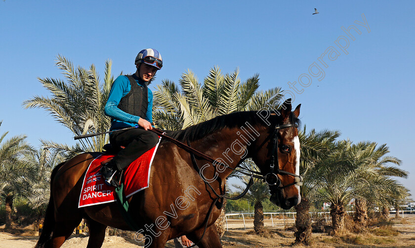 Spirit-Dancer-0008 
 SPIRIT DANCER training for the Bahrain International Trophy
Kingdom of Bahrain 13 Nov 2024 - Pic Steven Cargill / Racingfotos.com