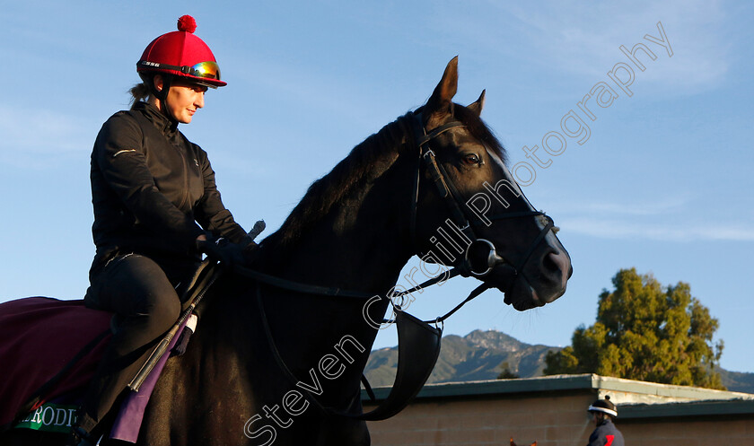 Auguste-Rodin-0001 
 AUGUSTE RODIN training for the Breeders' Cup Turf
Santa Anita USA, 1 Nov 2023 - Pic Steven Cargill / Racingfotos.com