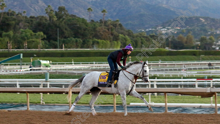 White-Abarrio-0002 
 WHITE ABARRIO training for The Breeders' Cup Classic
Santa Anita USA, 31 October 2023 - Pic Steven Cargill / Racingfotos.com