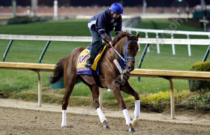 Gunnevera-0001 
 GUNNEVERA exercising ahead of The Breeders' Cup Classic
Churchill Downs USA 30 Oct 2018 - Pic Steven Cargill / Racingfotos.com