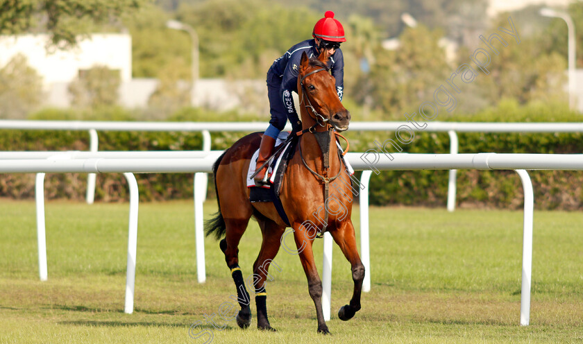 Fev-Rover-0002 
 FEV ROVER (Paddy Mathers) exercising in preparation for Friday's Bahrain International Trophy
Sakhir Racecourse, Bahrain 17 Nov 2021 - Pic Steven Cargill / Racingfotos.com