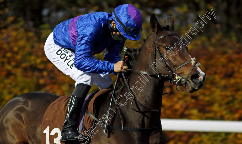 Lamorna-Cove-0001 
 LAMORNA COVE (Sean Levey)
Kempton 11 Nov 2020 - Pic Steven Cargill / Racingfotos.com