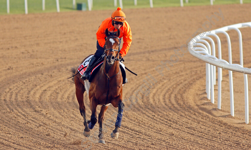 Grocer-Jack-0001 
 GROCER JACK training for the Dubai World Cup
Meydan, Dubai, 23 Mar 2022 - Pic Steven Cargill / Racingfotos.com