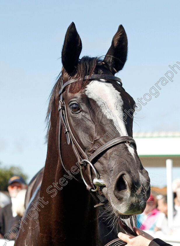 Ville-De-Grace-0013 
 VILLE DE GRACE after The EBF Stallions John Musker Fillies Stakes
Yarmouth 15 Sep 2021 - Pic Steven Cargill / Racingfotos.com