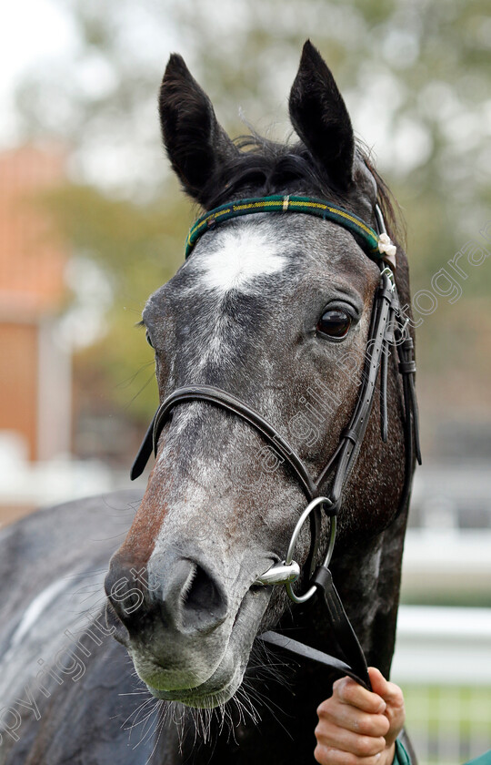 Shemozzle-0007 
 SHEMOZZLE winner of The racingtv.com Fillies Restricted Novice Stakes
Newmarket 25 Oct 2023 - Pic Steven Cargill / Racingfotos.com