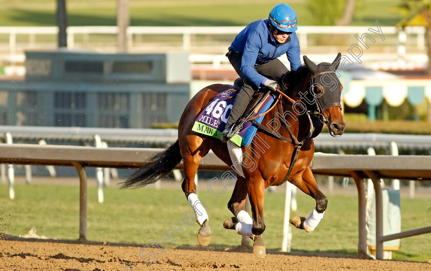 Mawj-0002 
 MAWJ training for The Breeders' Cup Mile
Santa Anita USA, 30 October 2023 - Pic Steven Cargill / Racingfotos.com