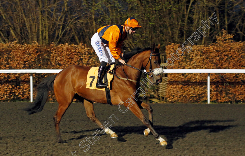 Potters-Diamond-0001 
 POTTERS DIAMOND (Joey Haynes)
Kempton 14 Feb 2024 - Pic Steven Cargill / Racingfotos.com