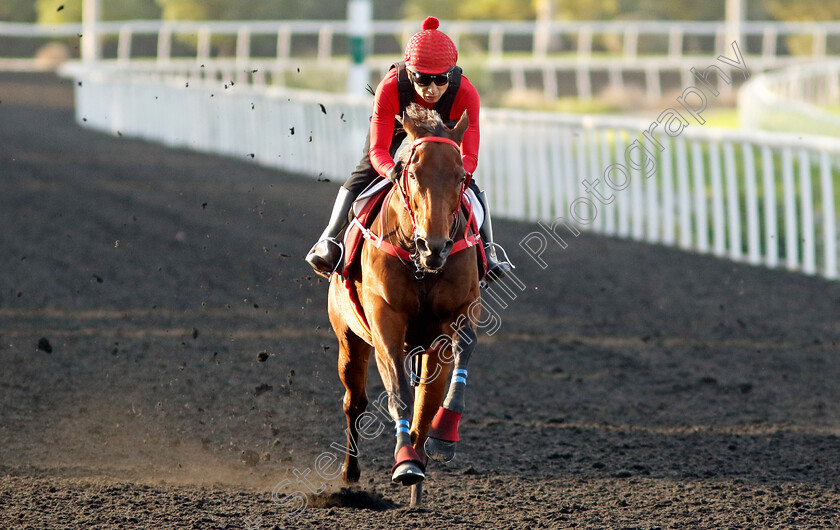 Romantic-Warrior-0004 
 ROMANTIC WARRIOR training at the Dubai Racing Carnival
Meydan 2 Jan 2025 - Pic Steven Cargill / Racingfotos.com