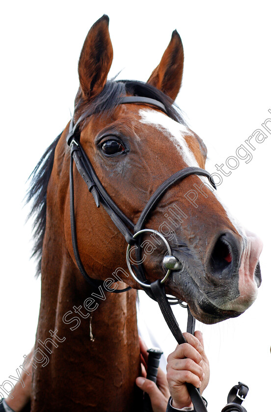 Alyssa-0008 
 ALYSSA after The DFS Park Hill Stakes Doncaster 14 Sep 2017 - Pic Steven Cargill / Racingfotos.com