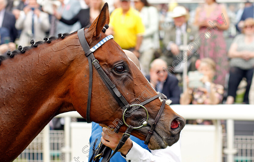 The-Foxes-0013 
 THE FOXES winner of The Al Basti Equiworld Dubai Dante Stakes
York 18 May 2023 - Pic Steven Cargill / Racingfotos.com