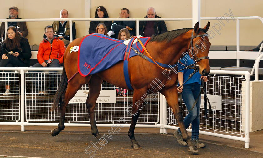 Lot-0025-colt-by-Gale-Force-Ten-ex-Shamarlane-0002 
 Lot 025 colt by Gale Force Ten ex Shamarlane sells for £70,000 at Tattersalls Ireland Ascot Breeze Up Sale 5 Apr 2018 - Pic Steven Cargill / Racingfotos.com