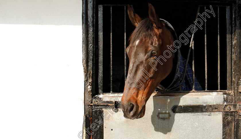 Might-Bite-0005 
 MIGHT BITE at the stables of Nicky Henderson, Lambourn 6 Feb 2018 - Pic Steven Cargill / Racingfotos.com