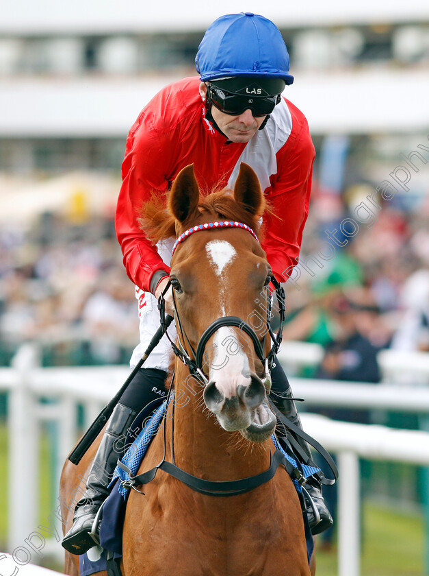 Stifling-0001 
 STIFLING (Robert Havlin)
Doncaster 15 Sep 2023 - Pic Steven Cargill / Racingfotos.com