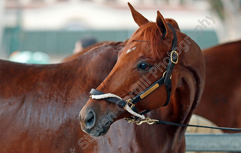 Gun-Runner-0006 
 GUN RUNNER after training for The Breeders' Cup Classic at Del Mar 2 Nov 2017 - Pic Steven Cargill / Racingfotos.com