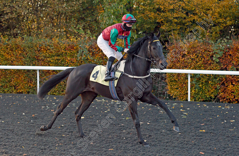 Fen-Tiger-0001 
 FEN TIGER (Dylan Hogan)
Kempton 2 Nov 2020 - Pic Steven Cargill / Racingfotos.com