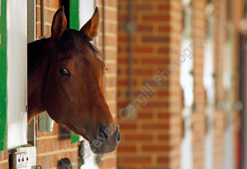 Perfect-Clarity-0003 
 PERFECT CLARITY before exercising at Epsom Racecourse in preparation for The Investec Oaks, 22 May 2018 - Pic Steven Cargill / Racingfotos.com