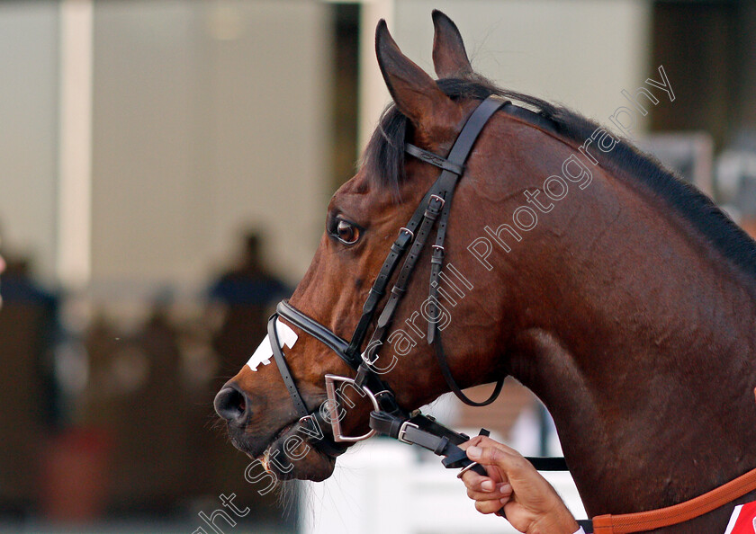 Ertijaal-0001 
 ERTIJAAL Meydan 10 Mar 2018 - Pic Steven Cargill / Racingfotos.com