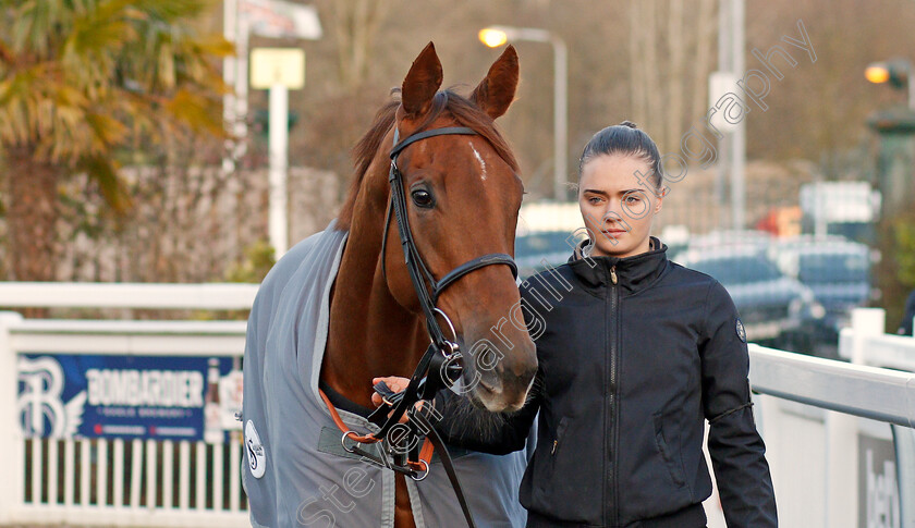 Invitational-0001 
 INVITATIONAL before winning The Ladbrokes Where The Nation Plays Fillies Stakes
Wolverhampton 3 Jan 2020 - Pic Steven Cargill / Racingfotos.com