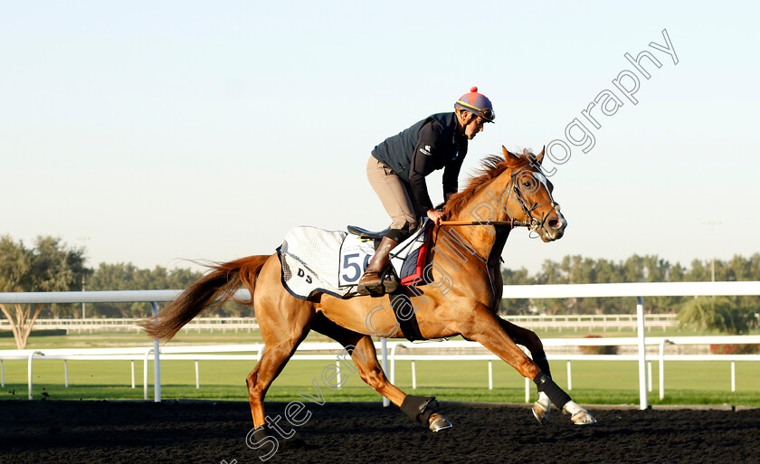 Assail-0002 
 ASSAIL training at the Dubai Racing Carnival
Meydan 22 Jan 2025 - Pic Steven Cargill / Racingfotos.com