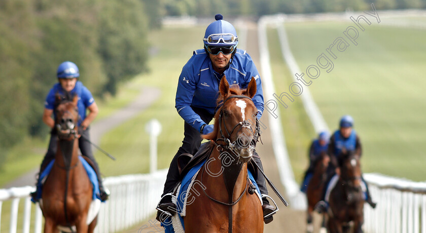 Godolphin-0006 
 Godolphin horses exercising 
Moulton Paddocks, Newmarket 28 Jun 2019 - Pic Steven Cargill / Racingfotos.com