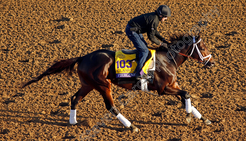 Fierceness-0001 
 FIERCENESS training for the Breeders' Cup Classic
Del Mar USA 30 Oct 2024 - Pic Steven Cargill / Racingfotos.com