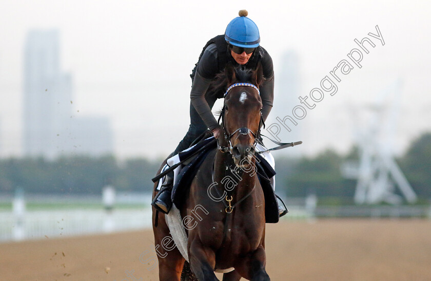 Cagliostro-0001 
 CAGLIOSTRO training at the Dubai Racing Carnival
Meydan 22 Jan 2025 - Pic Steven Cargill / Racingfotos.com