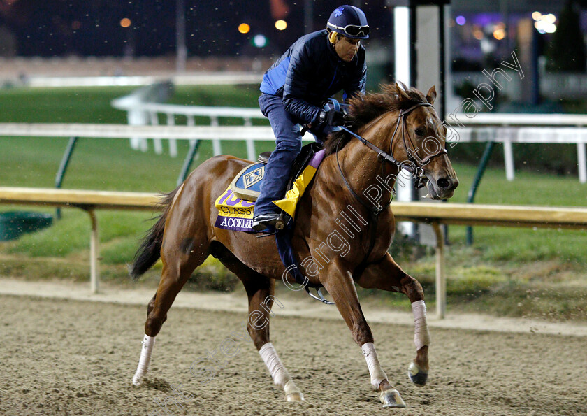 Accelerate-0002 
 ACCELERATE exercising ahead of The Breeders' Cup Classic
Churchill Downs USA 30 Oct 2018 - Pic Steven Cargill / Racingfotos.com