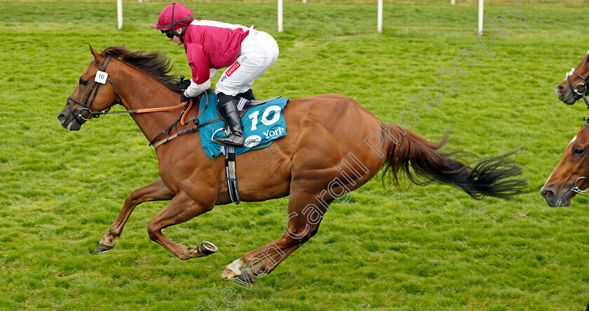 Mostawaa-0004 
 MOSTAWAA (Hollie Doyle) wins The Ice Co Supporting Macmillan Handicap
York 17 Jun 2023 - Pic Steven Cargill / Racingfotos.com