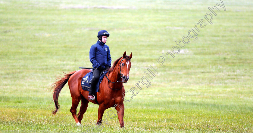 Redkirk-Warrior-0008 
 Australian trained REDKIRK WARRIOR on the gallops in Newmarket ahead of his Royal Ascot challenge
Newmarket 14 Jun 2018 - Pic Steven Cargill / Racingfotos.com