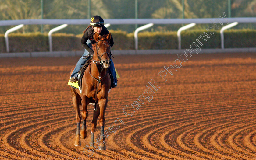 Channel-Cat-0002 
 CHANNEL CAT training for The Neom Turf Cup
King Abdulaziz Racetrack, Riyadh, Saudi Arabia 22 Feb 2022 - Pic Steven Cargill / Racingfotos.com