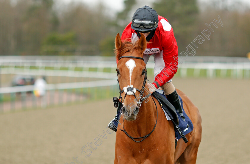 Felix-0001 
 FELIX (Richard Kingscote)
Lingfield 6 Feb 2021 - Pic Steven Cargill / Racingfotos.com