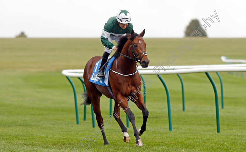 Albion-Square 
 ALBION SQUARE (Shane Foley)
Newmarket 8 Oct 2021 - Pic Steven Cargill / Racingfotos.com