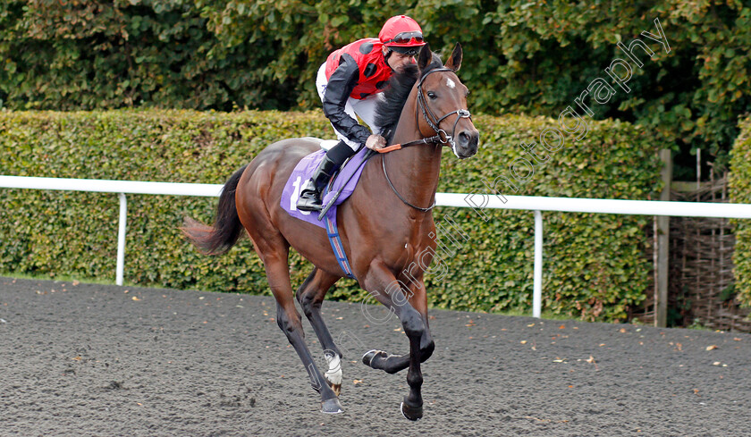 The-Turpinator-0001 
 THE TURPINATOR (Dane O'Neill)
Kempton 9 Oct 2019 - Pic Steven Cargill / Racingfotos.com