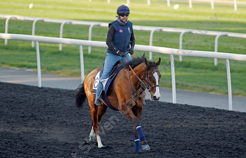 Facteur-Cheval-0001 
 FACTEUR CHEVAL training at the Dubai Racing Carnival
Meydan 22 Jan 2025 - Pic Steven Cargill / Racingfotos.com