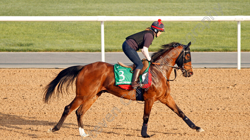 Desert-Encounter-0001 
 DESERT ENCOUNTER exercising in preparation for The Dubai Sheema Classic Meydan 29 Mar 2018 - Pic Steven Cargill / Racingfotos.com