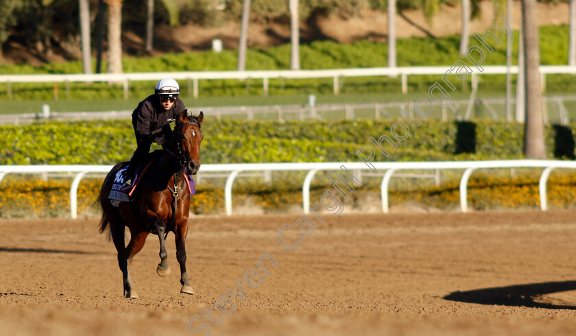 Big-Evs-0002 
 BIG EVS training for The Breeders' Cup Turf Sprint
Santa Anita USA, 31 October 2023 - Pic Steven Cargill / Racingfotos.com