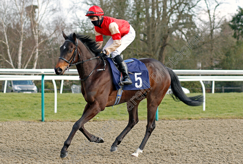 Pablo-Prince-0001 
 PABLO PRINCE (Charles Bishop)
Lingfield 27 Feb 2021 - Pic Steven Cargill / Racingfotos.com