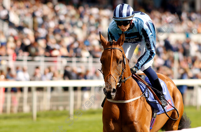 Tashkhan-0002 
 TASHKHAN (Ben Robinson)
York 26 Aug 2023 - Pic Steven Cargill / Racingfotos.com