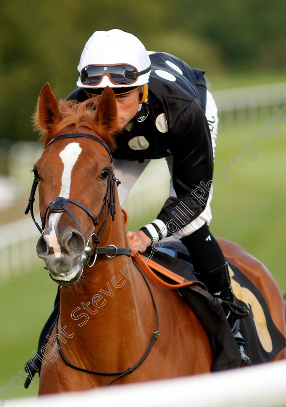 Pivotal-Dance-0001 
 PIVOTAL DANCE (Kyle Strydom)
Newmarket 4 Aug 2023 - Pic Steven Cargill / Racingfotos.com